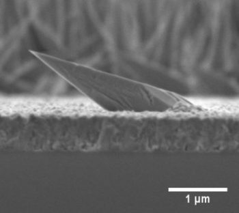 Imagem de microscopia eletrônica de varredura de nanofios assimétricos de fosfeto de gálio (GaP).